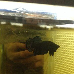 Meet your Posher, Randy